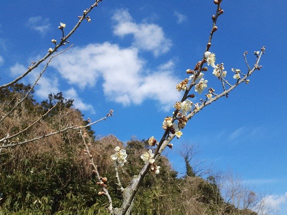 梅の花